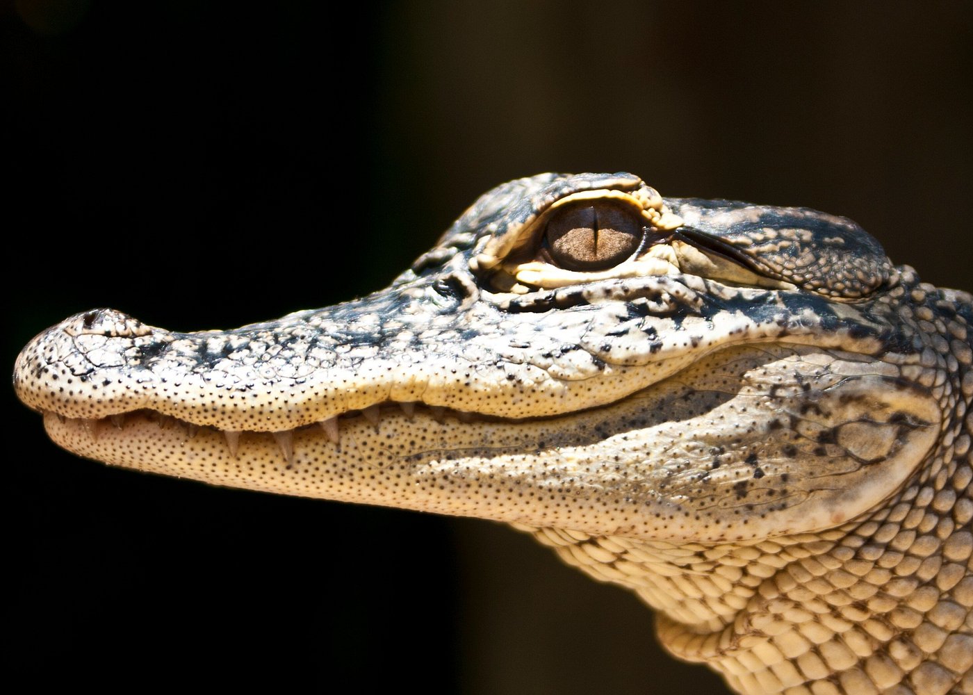 Everglades airboat