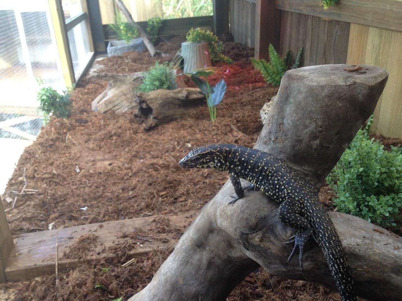Baby alligator