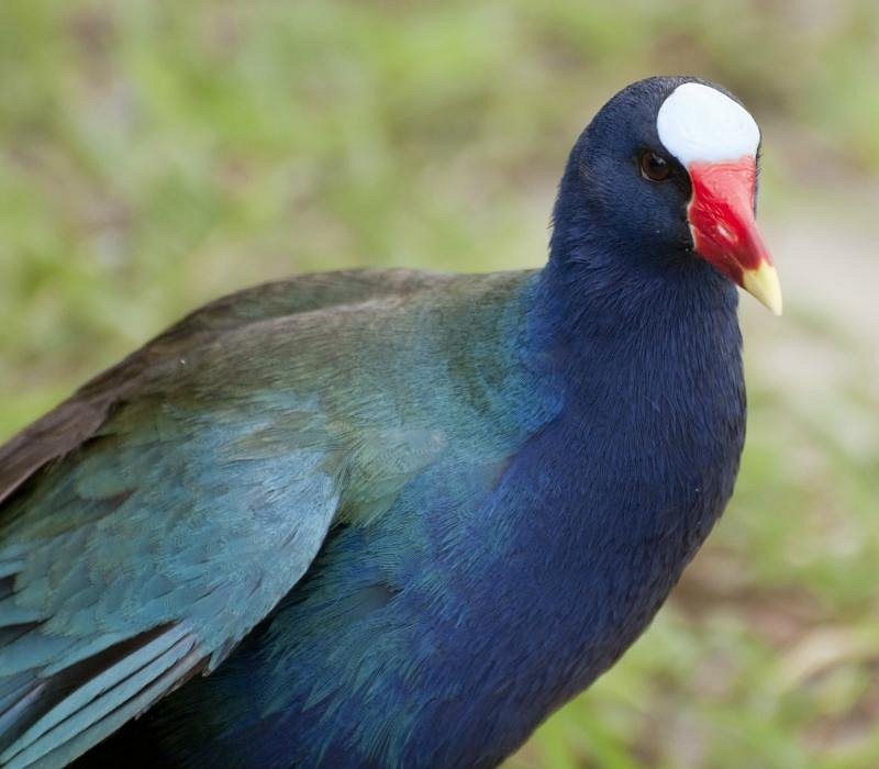 Everglades wildlife